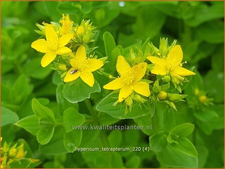 Hypericum tetrapterum | Gevleugeld hertshooi, Hertshooi | Gefl&uuml;geltes Johanniskraut