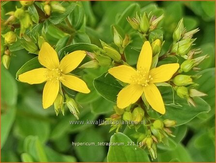 Hypericum tetrapterum | Gevleugeld hertshooi, Hertshooi | Gefl&uuml;geltes Johanniskraut