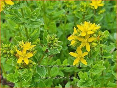 Hypericum tetrapterum | Gevleugeld hertshooi, Hertshooi | Gefl&uuml;geltes Johanniskraut