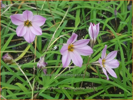 Ipheion uniflorum &#039;Charlotte Bishop&#039; | Oudewijfjes, Voorjaarsster | Einbl&uuml;tiger Fr&uuml;hlingsstern | Spring Starflower