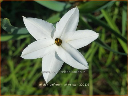 Ipheion uniflorum &#039;White Star&#039; | Oudewijfjes, Voorjaarsster | Einbl&uuml;tiger Fr&uuml;hlingsstern