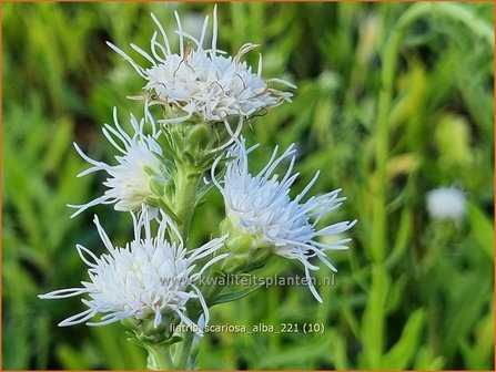 Liatris scariosa &amp;#39;Alba&amp;#39; | Prachtschaarde, Knopige slangenwortel | &Auml;stige Prachtscharte