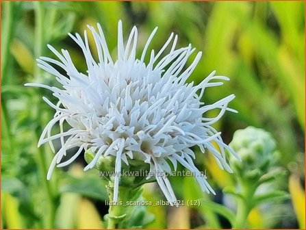 Liatris scariosa &amp;#39;Alba&amp;#39; | Prachtschaarde, Knopige slangenwortel | &Auml;stige Prachtscharte