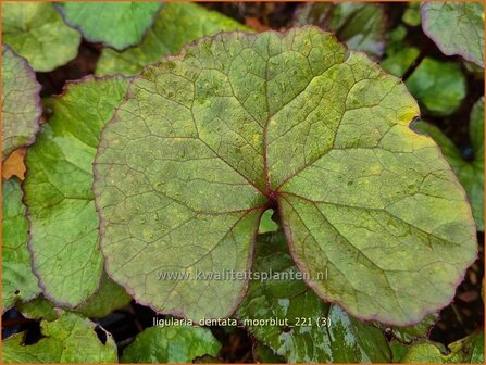 Ligularia dentata &amp;#39;Moorblut&amp;#39; | Kruiskruid | Stern-Goldkolben