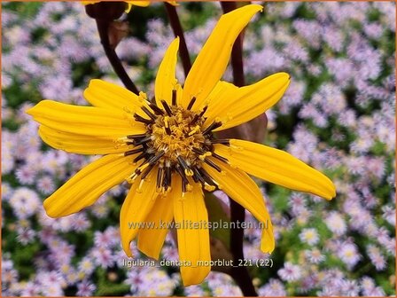 Ligularia dentata &amp;#39;Moorblut&amp;#39; | Kruiskruid | Stern-Goldkolben