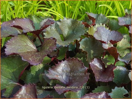 Ligularia dentata &#039;Pandora&#039; | Kruiskruid | Stern-Goldkolben
