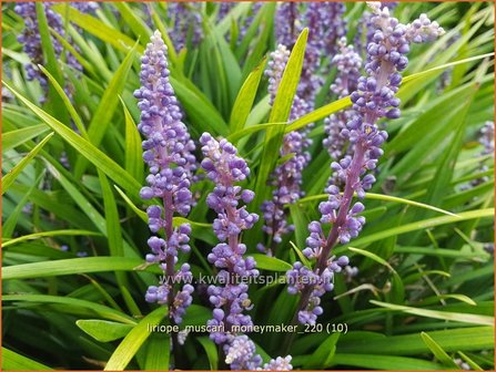 Liriope muscari &#039;Moneymaker&#039; | Leliegras | Lilientraube