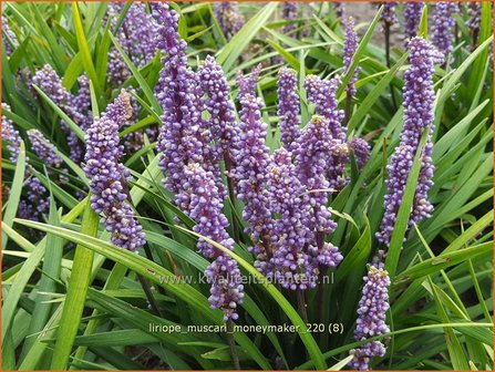 Liriope muscari &#039;Moneymaker&#039; | Leliegras | Lilientraube