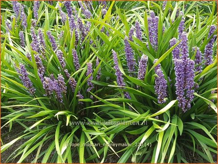 Liriope muscari &#039;Moneymaker&#039; | Leliegras | Lilientraube