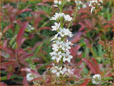 Lysimachia barystachys | Wederik | Nickende Felberich
