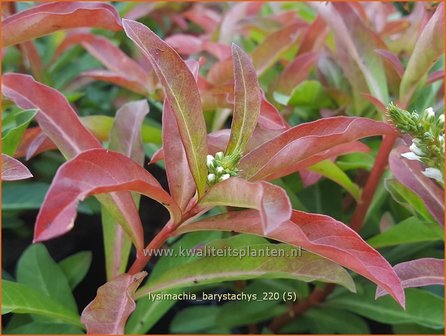 Lysimachia barystachys | Wederik | Nickende Felberich