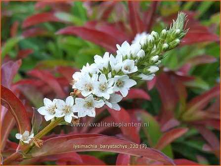 Lysimachia barystachys | Wederik | Nickende Felberich | Loosestrife