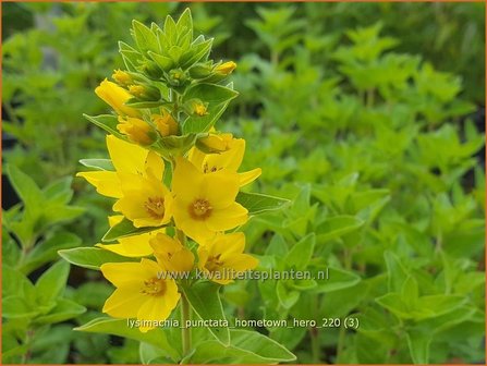 Lysimachia punctata &amp;#39;Hometown Hero&amp;#39; | Puntwederik, Wederik | Gold-Felberich