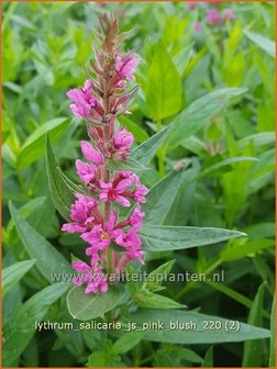 Lythrum salicaria &amp;#39;JS Pink Blush&amp;#39; | Grote kattenstaart, Kattenstaart | Blutweiderich