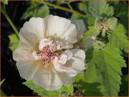 Malva &amp;#39;Park Allee&amp;#39; | Vaste stokroos, Stokroos | Ausdauernde Stockrose