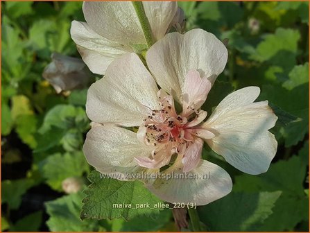 Malva &amp;#39;Park Allee&amp;#39; | Vaste stokroos, Stokroos | Ausdauernde Stockrose