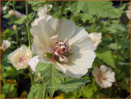 Malva &amp;#39;Park Allee&amp;#39; | Vaste stokroos, Stokroos | Ausdauernde Stockrose
