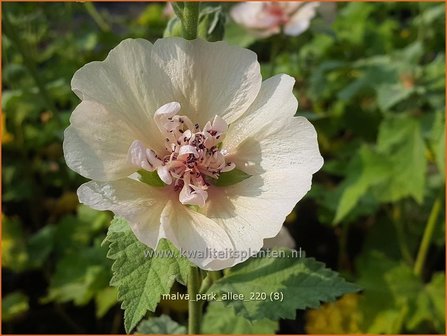 Malva &amp;#39;Park Allee&amp;#39; | Vaste stokroos, Stokroos | Ausdauernde Stockrose