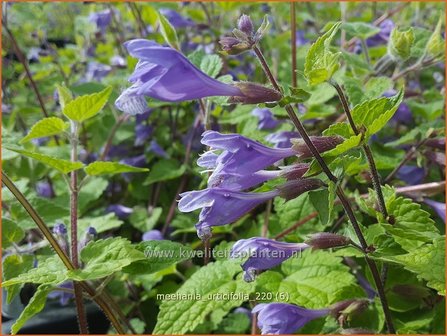 Meehania urticifolia | Schijndovenetel | Nesselbl&auml;ttrige Scheintaubnessel