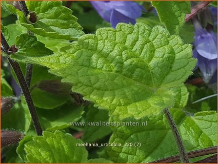 Meehania urticifolia | Schijndovenetel | Nesselbl&auml;ttrige Scheintaubnessel