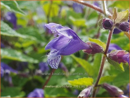 Meehania urticifolia | Schijndovenetel | Nesselbl&auml;ttrige Scheintaubnessel