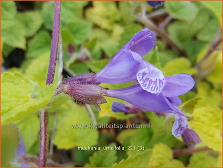 Meehania urticifolia | Schijndovenetel | Nesselbl&auml;ttrige Scheintaubnessel