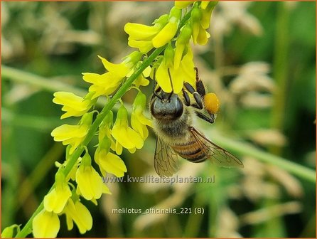 Melilotus officinalis | Citroengele honingklaver, Akkerhoningklaver, Honingklaver | Echter Steinklee