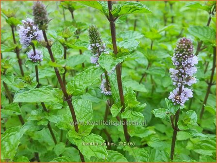 Mentha &#39;Aalbes&#39; | Munt | Minze
