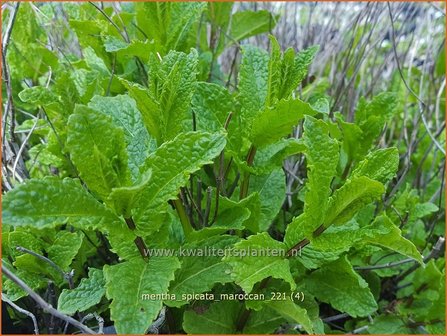 Mentha spicata 'Maroccan' | Aarmunt, Groene munt, Kruizemunt, Marokkaanse munt | &Auml;hrige Minze