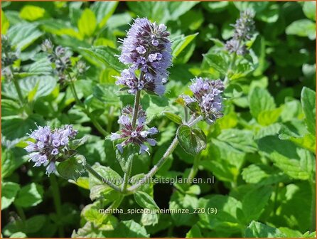 Mentha spicata &#039;Weinminze&#039; | Aarmunt, Groene munt, Kruizemunt, Munt | &Auml;hrige Minze