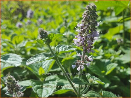 Mentha spicata &#039;Weinminze&#039; | Aarmunt, Groene munt, Kruizemunt, Munt | &Auml;hrige Minze