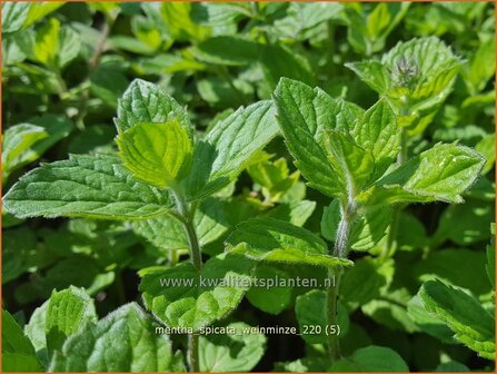 Mentha spicata &#039;Weinminze&#039; | Aarmunt, Groene munt, Kruizemunt, Munt | &Auml;hrige Minze
