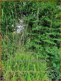 Molinia arundinacea &#039;Black Arrow&#039; | Pijpenstrootje | Hohes Pfeifengras
