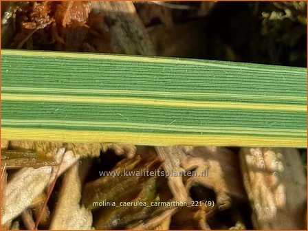 Molinia caerulea 'Carmarthen' | Pijpenstrootje | Kleines Pfeifengras