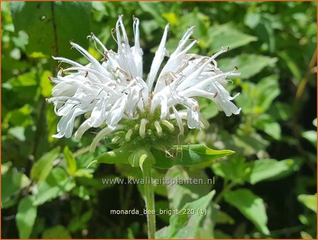 Monarda &#039;Bee-Bright&#039; | Bergamotplant, Indianennetel | Indianernessel