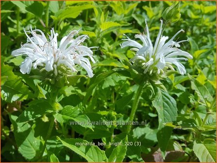 Monarda &#039;Bee-Bright&#039; | Bergamotplant, Indianennetel | Indianernessel