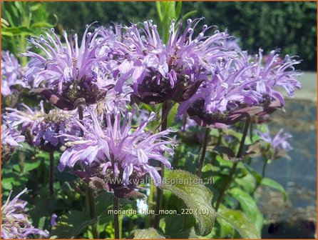 Monarda &amp;#39;Blue Moon&amp;#39; | Bergamotplant, Indianennetel | Indianernessel