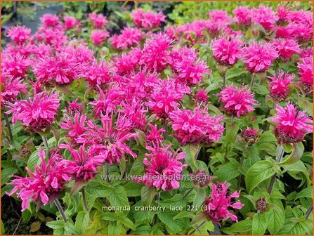 Monarda &#039;Cranberry Lace&#039; | Bergamotplant, Indianennetel | Indianernessel