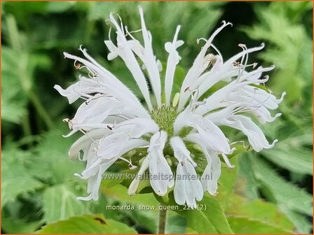 Monarda &amp;#39;Snow Queen&amp;#39; | Bergamotplant, Indianennetel | IndianernesselMonarda &amp;#39;Snow Queen&amp;#39; | Berg