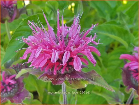 Monarda &#039;Sugar Lace&#039; | Bergamotplant, Indianennetel | Indianernessel