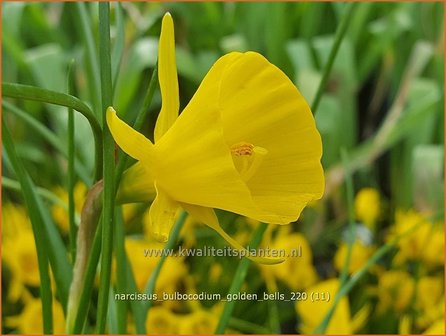 Narcissus bulbocodium &amp;#39;Golden Bells&amp;#39; | Hoepelroknarcis, Narcis | Reifrock-Narzisse