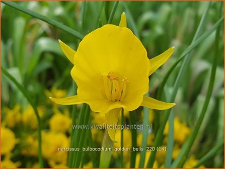 Narcissus bulbocodium &amp;#39;Golden Bells&amp;#39; | Hoepelroknarcis, Narcis | Reifrock-Narzisse