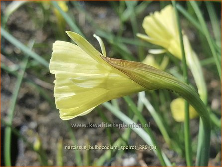 Narcissus bulbocodium 'Spoirot' | Hoepelroknarcis, Narcis | Reifrock-Narzisse | Hoop-petticoat Daffodil
