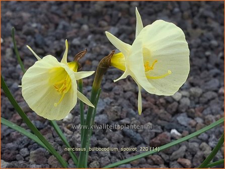Narcissus bulbocodium &amp;#39;Spoirot&amp;#39; | Hoepelroknarcis, Narcis | Reifrock-Narzisse
