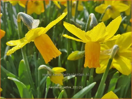 Narcissus &#039;Jetfire&#039; | Narcis | Alpenveilchenartige Narzisse
