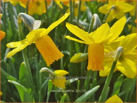 Narcissus &amp;#39;Jetfire&amp;#39; | Narcis | Alpenveilchenartige Narzisse