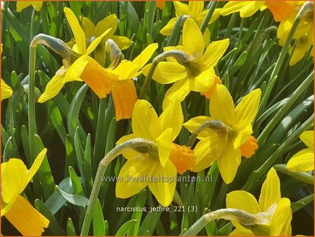 Narcissus &#039;Jetfire&#039; | Narcis | Alpenveilchenartige Narzisse
