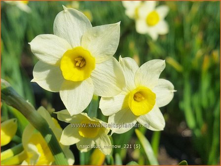 Narcissus &#039;Minnow&#039; | Narcis | Alpenveilchenartige Narzisse | Daffodil