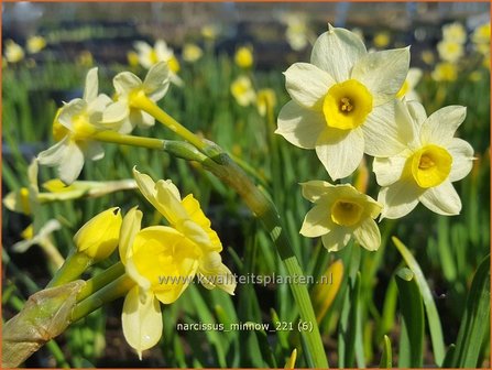 Narcissus &#039;Minnow&#039; | Narcis | Alpenveilchenartige Narzisse | Daffodil