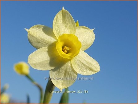 Narcissus &#039;Minnow&#039; | Narcis | Alpenveilchenartige Narzisse | Daffodil